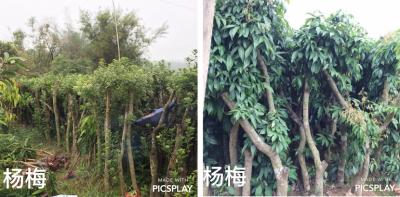 楊梅水果苗