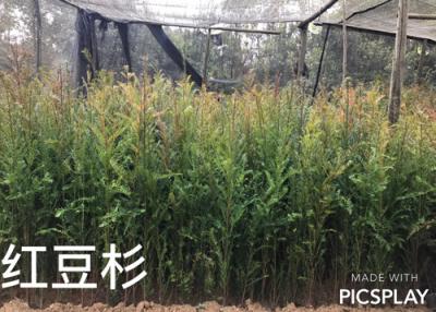 紅豆杉苗木場