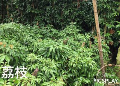 荔枝苗木場